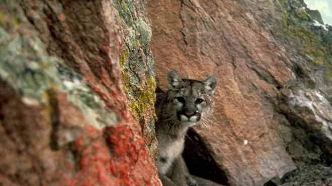 Colorado Parks, Larimer County investigating mountain lion attack