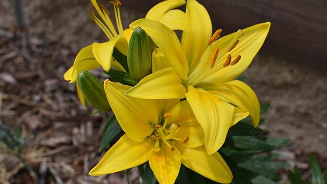 PROMO 660 x 440 Garden - Lily Flower Yellow - Chris Sorensen PROMO 660 x 440 Garden - Lily Flower Yellow - Chris Sorensen
