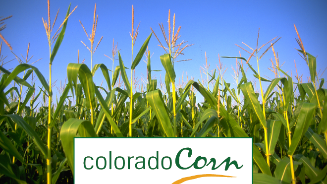 Applications Accepted for Colorado Corn FFA Grant Program