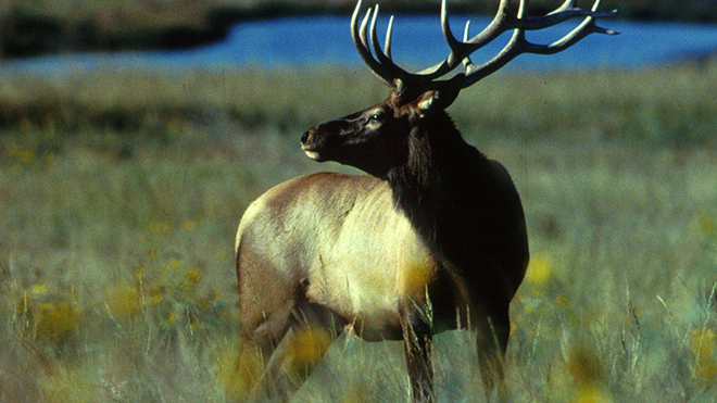 Two Elk Killed, Abandoned – CPW Seeks Public’s Help