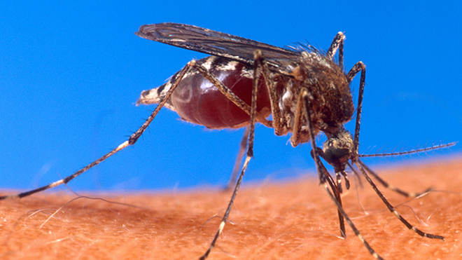 West Nile Virus Risk Continues in Colorado