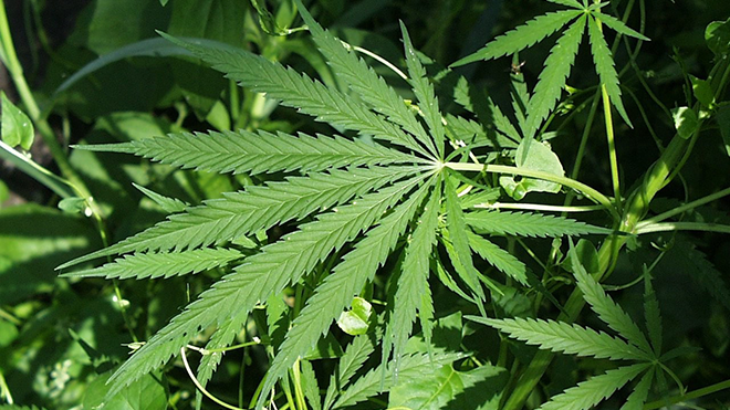 PROMO 660 x 440 Marijuana - Wikimedia Public Domain PROMO 660 x 440 Marijuana - Wikimedia Public Domain