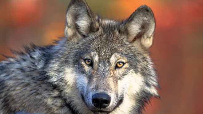 PROMO 64J1 Animal - Gray Wolf - USFWS PROMO 64J1 Animal - Gray Wolf - USFWS