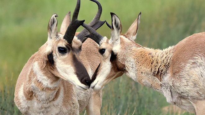 Colorado Parks Seeking Input to Manage Pronghorn Antelope in Southeast Colorado