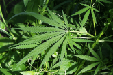 Recreational cannabis back on ballot in South Dakota