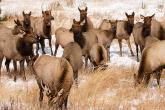 PROMO Animal - Elk Rocky Mountain National Park - NPS