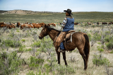 PROMO 64S Agriculture - Horse Cattle Prairie Rancher - iStock - WestwindPhoto