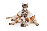 Can your pets get coronavirus, and can you catch it from them?