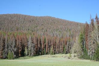 Forest Service Extends Deadline to Apply for Temporary Jobs