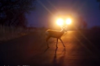 Beware of Dangers During Deer Mating Season