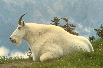 Reward Increased to $15,000 in Killing of Two Mountain Goats
