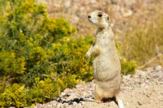 Fish and Wildlife Says White-Tailed Prairie Dog won’t be Listed as Endangered