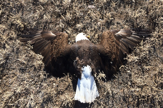 Rio Grande County Man Pleads Guilty to Poisoning Eagles and Other Wildlife