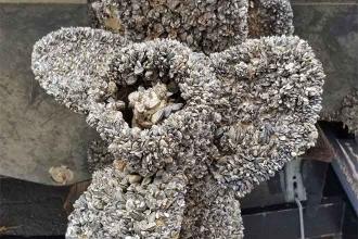 Colorado Parks and Wildlife finds evidence of zebra mussels in Highline Lake