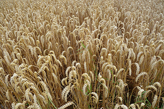Help Tell the Story of Colorado Agriculture