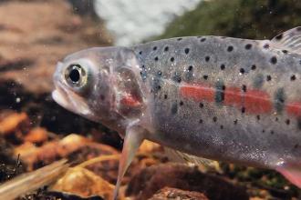 Greenback Cutthroat Trout Return to Ancestral Waters (video)