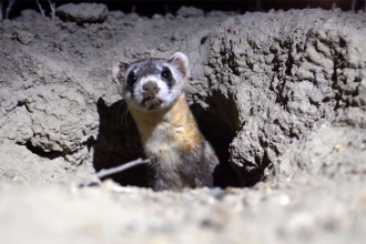 Endangered Ferrets Released to Wild as Colorado Parks Works to Rescue Species