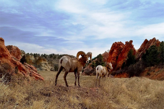 Weeks of Preparation, Chaotic ‘Bighorn Sheep Rodeo’ Pay Off in Herd Restoration