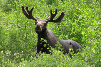Kansan pleads guilty to poaching moose after public helps CPW track him down