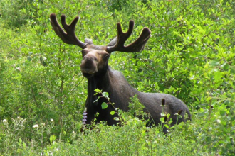 Tips Solve 2 Wildlife Harassment Incidents, Help Sought for 3rd