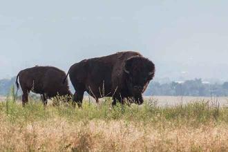 In South Dakota, bison restoration part of food sovereignty for natives