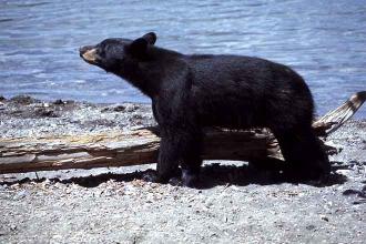 Search underway for bear after incident near Trinidad Friday