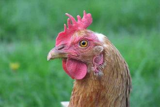 Missouri poultry industry scrambles to contain avian flu
