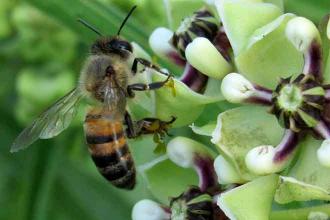 Ag stats: 2018 honey bee colonies report