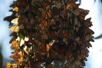 Western monarch butterflies rebound from edge of extinction