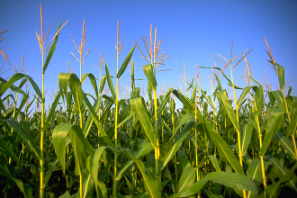 USDA Makes Changes to Prevented Planting Program