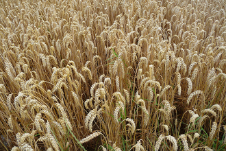 Grants Available to Benefit Colorado’s Specialty Crops