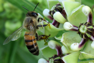 Beyond honey bees: Wild bees are also key pollinators, and some species are disappearing