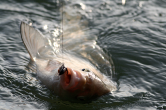 Southeast Fishing Conditions Report - May 3