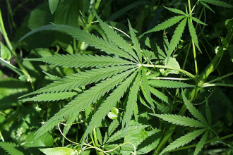 Petition circulating in North Dakota to place marijuana legalization on ballot