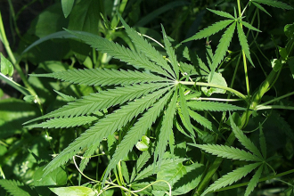 Colorado is Home to First U.S.-Bred Certified Hemp Seed