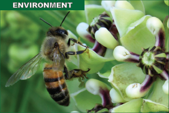 Protecting Pollinators Part 1 - Follow Thoughtful Landscape Management Guidelines