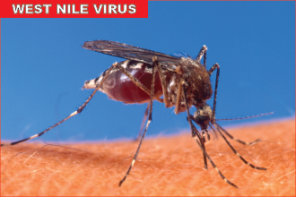 Twelve Horses in Colorado Confirmed to be Infected with West Nile Virus