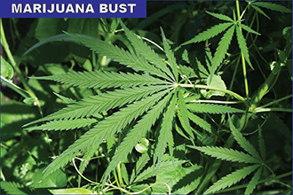Charges Pending for Illegal Marijuana Grow