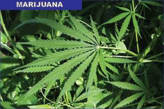 Arvada Man Sentenced for Mailing Marijuana