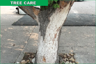 Decay Can Cause Hazardous Defects in Trees