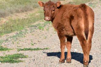 Kiowa County junior livestock beef weigh-in held