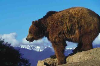 Grizzlies could have protections removed under bill in Congress