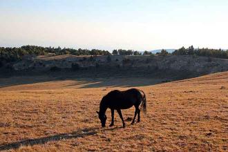Federal land managers plan to round up 6,000 wild horses due to drought, wildfires