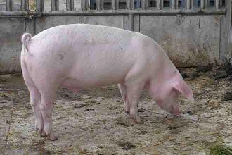 Feds warn Indiana pig farmers about fatal herd disease 