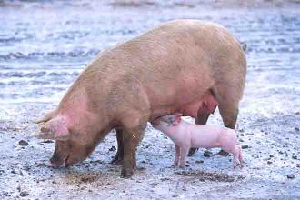 Ag stats: May 2022 USDA mountain states hogs and pigs highlights