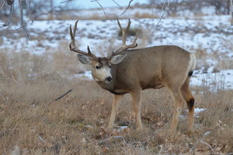 Public opinion sought as CPW updates goals for managing Southeast plains deer herds