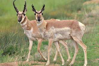 New Mexico creates first-ever $100m conservation fund
