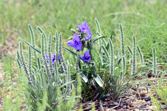 Report: National native seed supply not up to climate challenges
