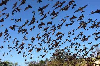 Fungus linked to fatal bat disease found in Otero County