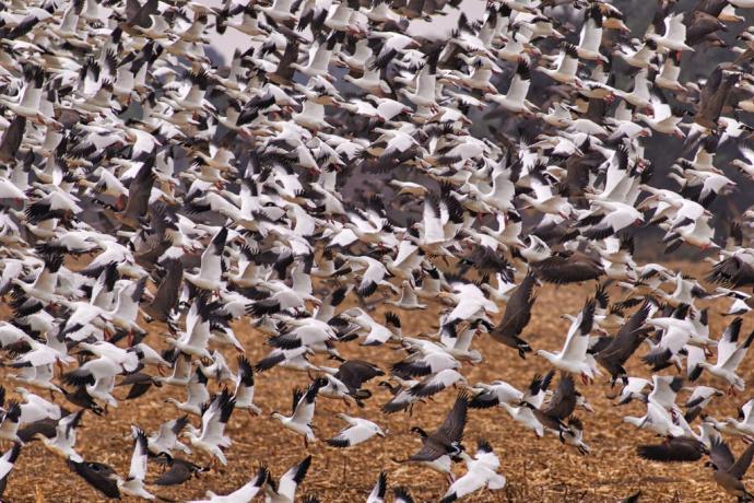 PICT - Snow Geese in Flight - Sharon Stitler PICT - Snow Geese in Flight - Sharon Stitler